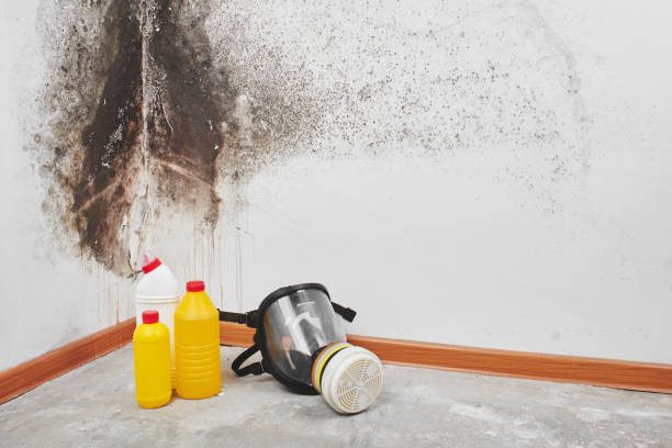 Best Home Mold Removal  in National City, CA