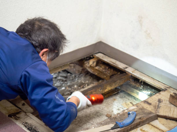 Best Office Mold Removal Services  in National City, CA