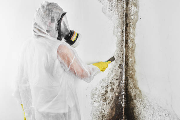Best Mold Damage Repair  in National City, CA