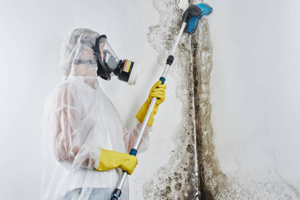 Best Professional Mold Removal  in National City, CA