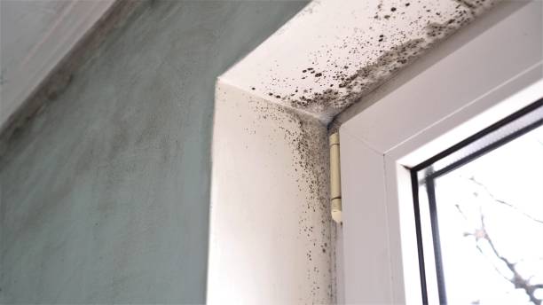 Best Residential Mold Removal  in National City, CA