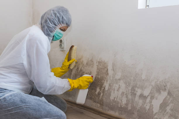 Best Attic Mold Removal  in National City, CA