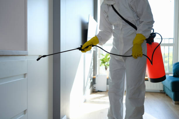 Best Toxic Mold Removal  in National City, CA