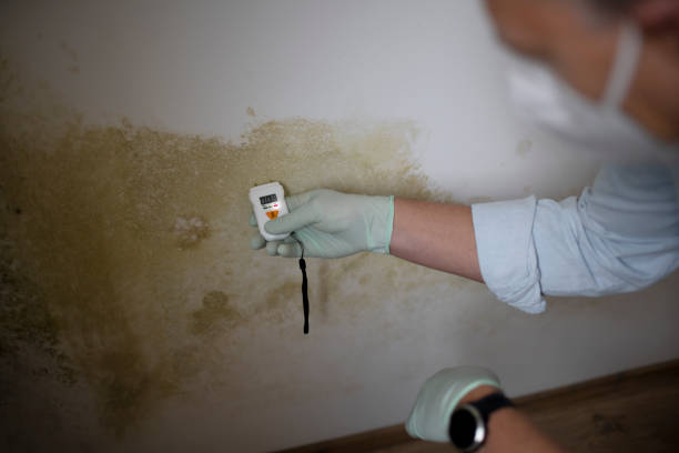 Best Fast Mold Removal  in National City, CA