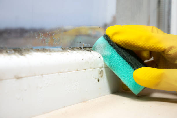 Best Commercial Mold Removal  in National City, CA