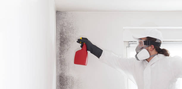 Best Crawl Space Mold Removal  in National City, CA