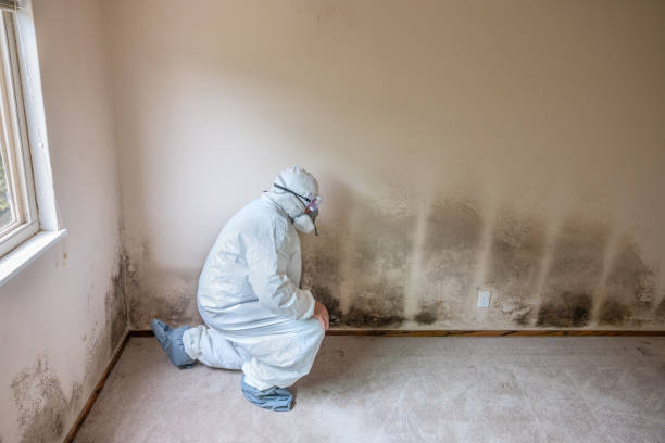 Best Mold Testing and Removal  in National City, CA
