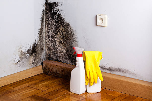 Best Certified Mold Removal  in National City, CA