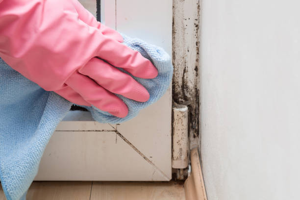 Best Mold Testing  in National City, CA