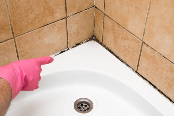 Best Mold Cleaning Services  in National City, CA